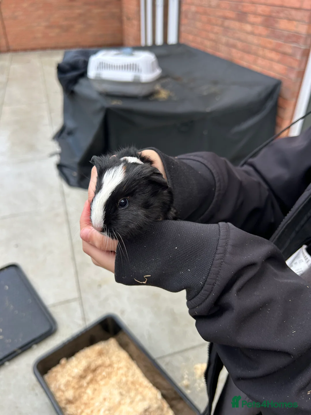 Guinea Pig rodents for sale: 6 female guinea pigs in Nottingham - Advert 3