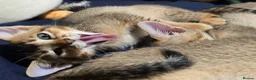 Mixed Breed cats for sale: Unique Abyssinian*Savannah Mix- Not to Miss - Advert 8