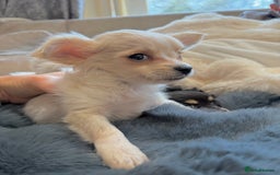 Chihuahua dogs for sale: Small Beautiful Chihuahua Puppies  - Image 8