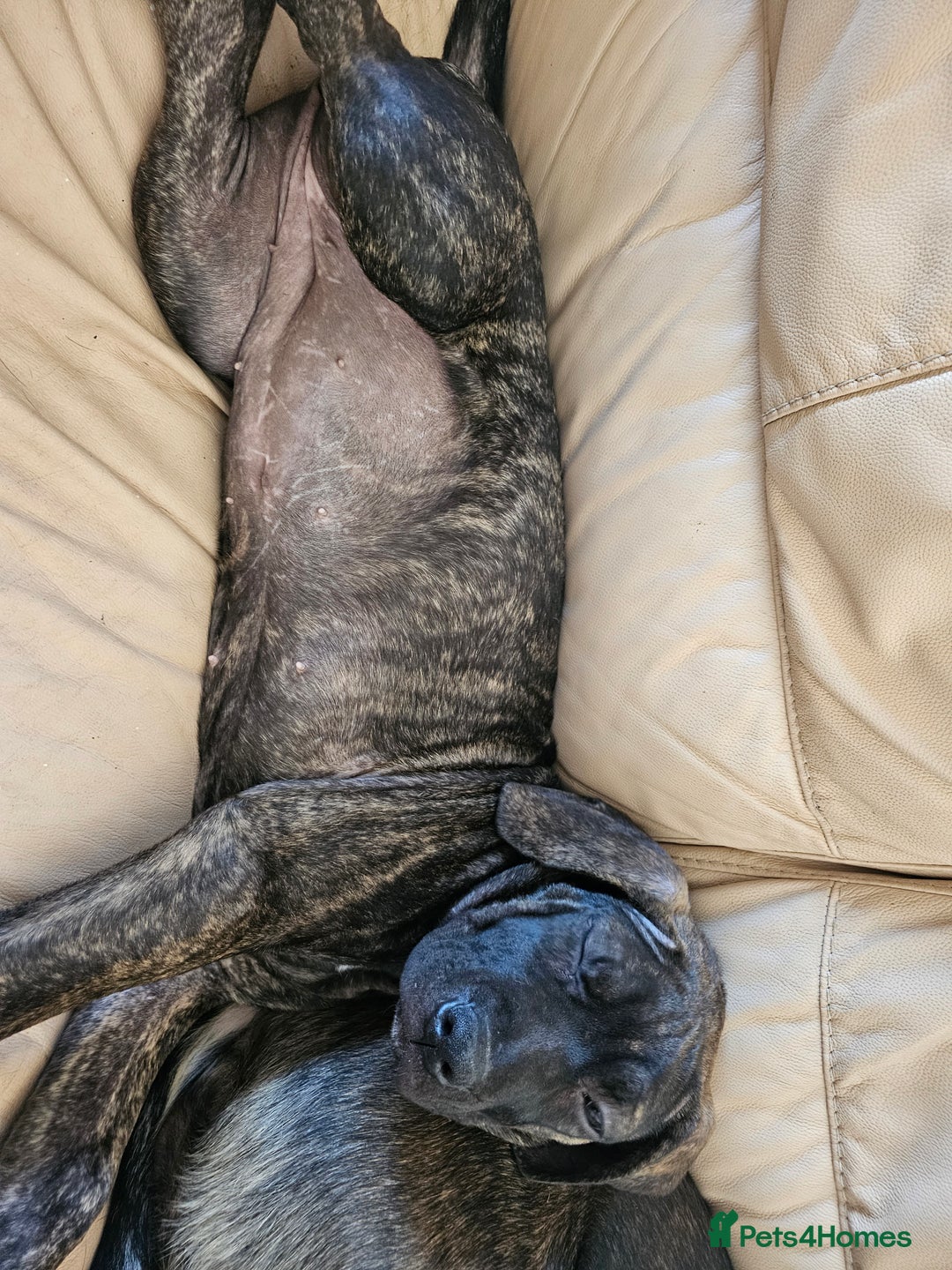 Cane Corso dogs for sale: Cane corso  - Image 10