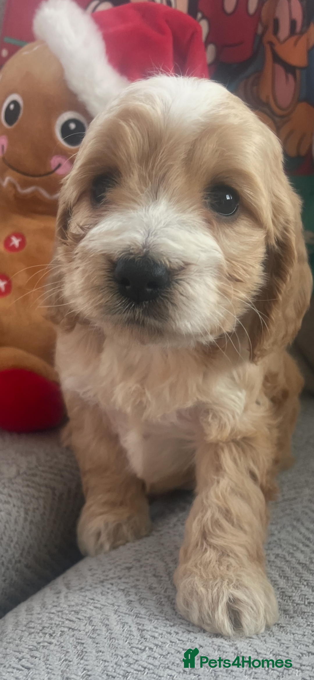 Cockapoo dogs for sale: 7 puppies for sale  - Advert 3