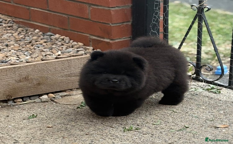 Chow Chow dogs - Advert 14