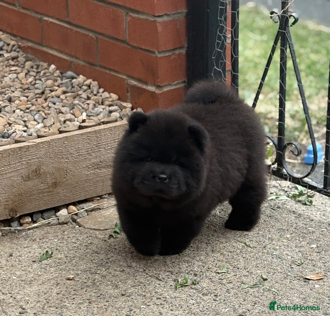 Chow Chow dogs for sale: CHOW CHOW READY NOW  - Image 4
