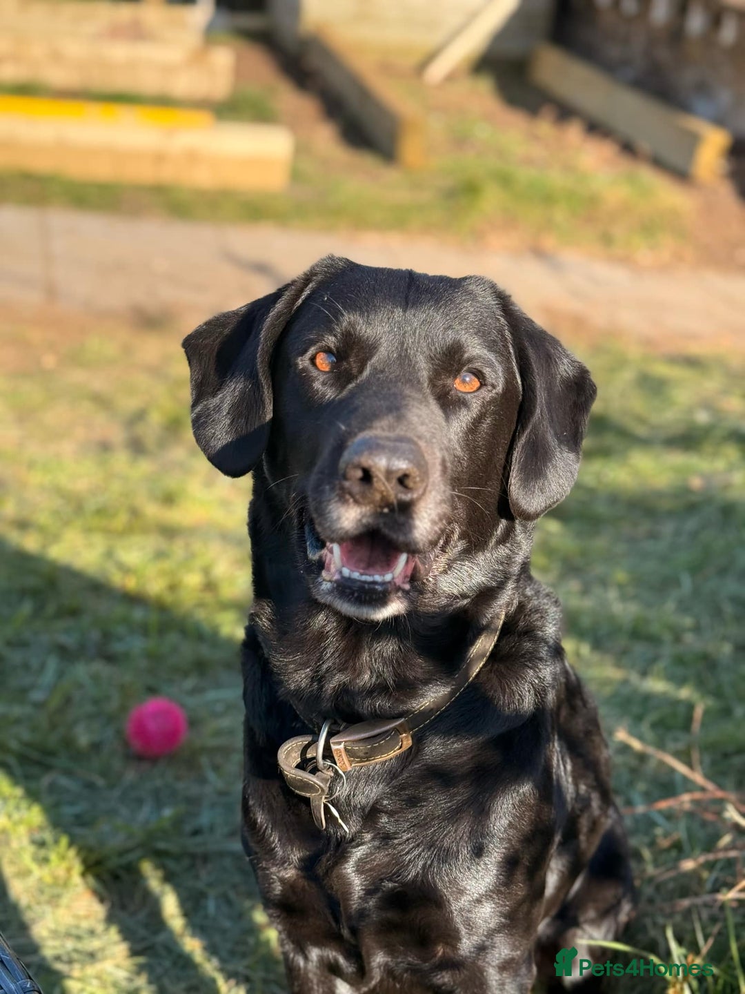 Labrador Retriever dogs for sale: 🖤 Labrador Puppies 💛 - Image 15