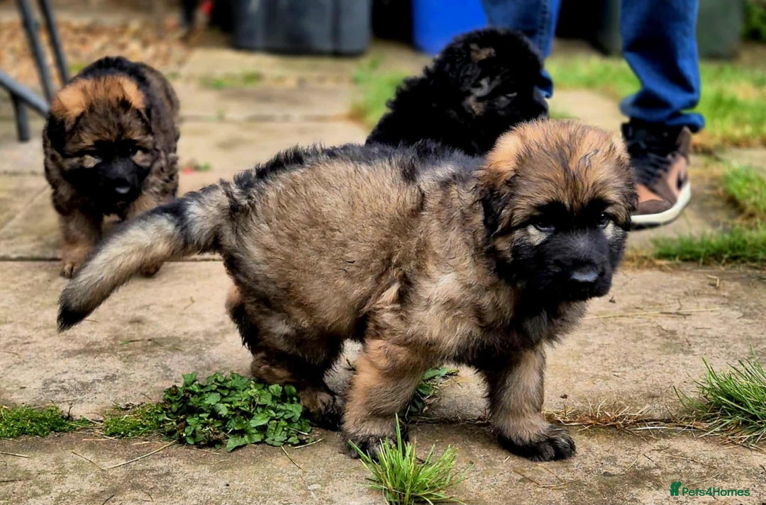 German Shepherd dogs for sale: German Shepherd Puppies - Image 19