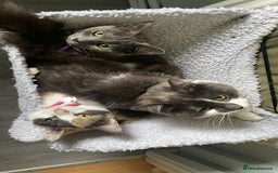 Domestic Shorthair cats for sale: Bisk , Cali & Scottie  - Image 4