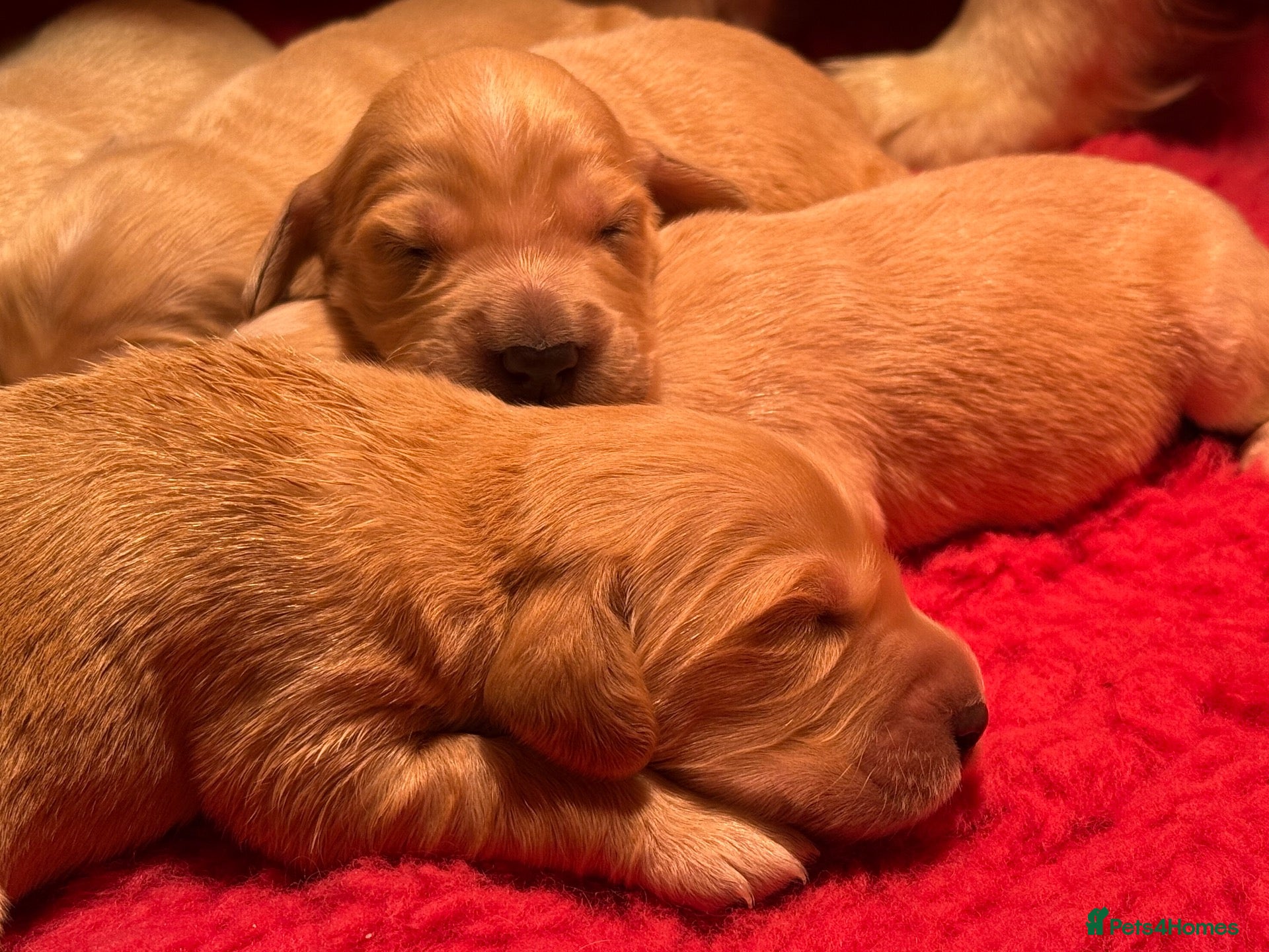 Mixed Breed dogs Beautiful Cocker X Golden Retriever Puppies  - Advert 2