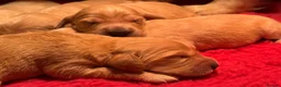 Mixed Breed dogs for sale: Beautiful Cocker X Golden Retriever Puppies  in Sleaford - Advert 2