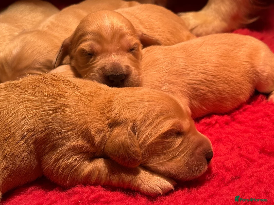 Mixed Breed dogs for sale: Beautiful Cocker X Golden Retriever Puppies  in Sleaford - Advert 2