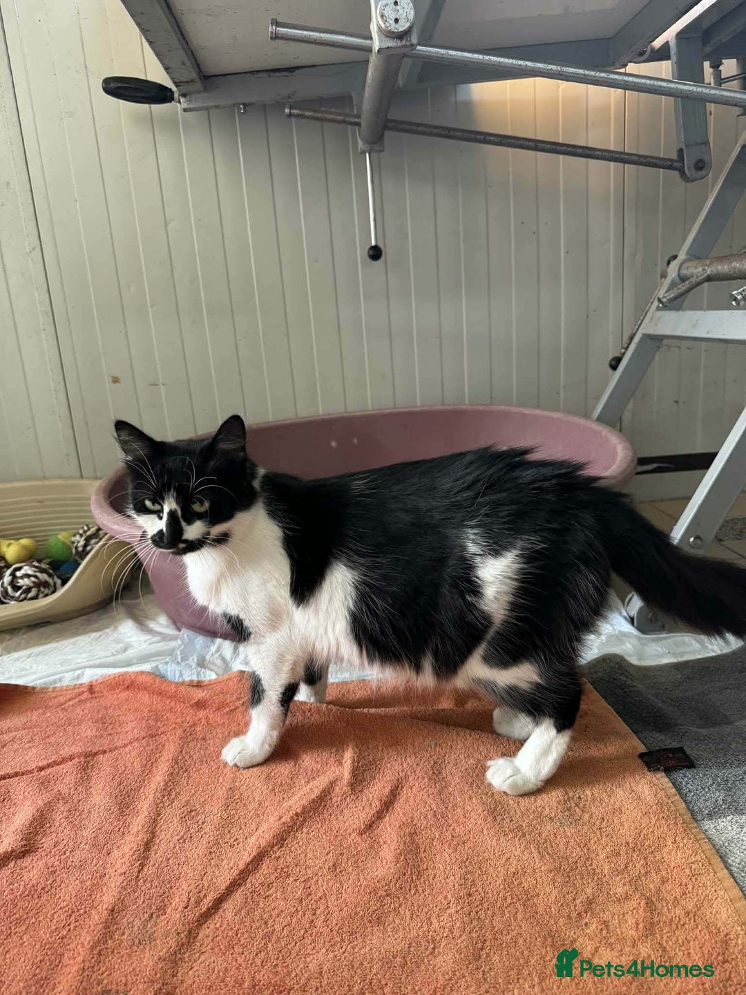 Mixed Breed cats for adoption: Hera - Norwich Norfolk  - Advert 6