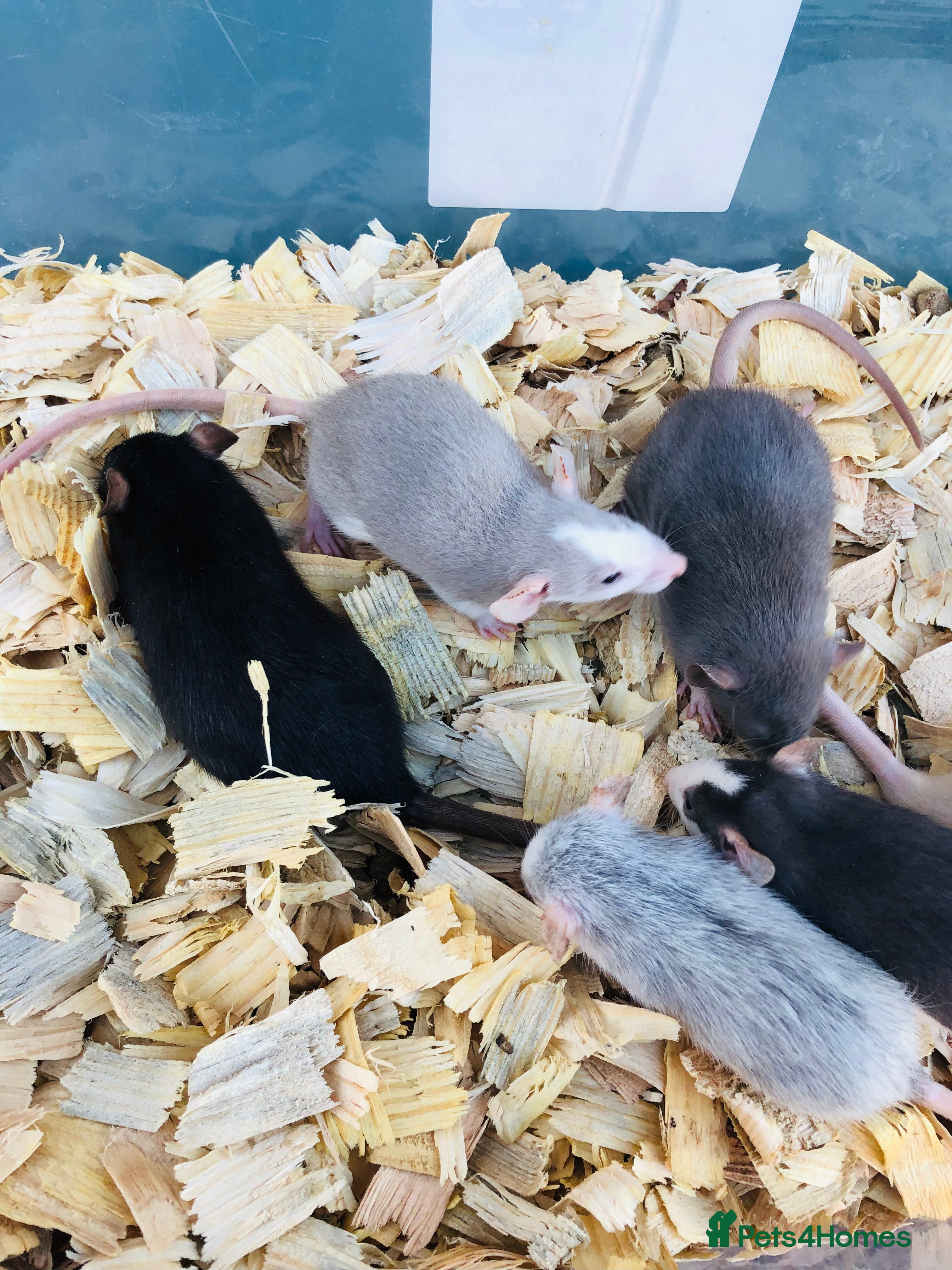 Rat rodents Baby rats for sale - Advert 3