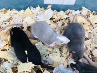 Rat rodents Baby rats for sale - Advert 1