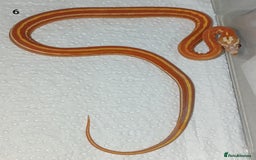 Corn Snake reptiles for sale: 2025 Scaleless cornsnakes  - Image 9