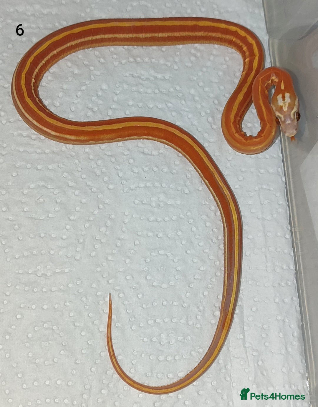 Corn Snake reptiles for sale: 2025 Scaleless cornsnakes  - Image 9