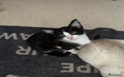 Mixed Breed cats for sale: Two beautiful ladies 💜 - Image 17