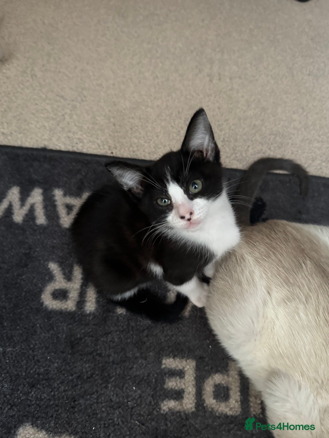 Mixed Breed cats for sale: Two beautiful ladies 💜 - Image 17