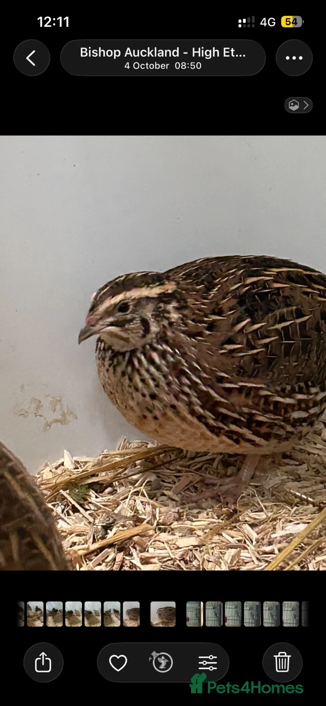 Quail poultry for sale: 6 male quail  - Advert 2