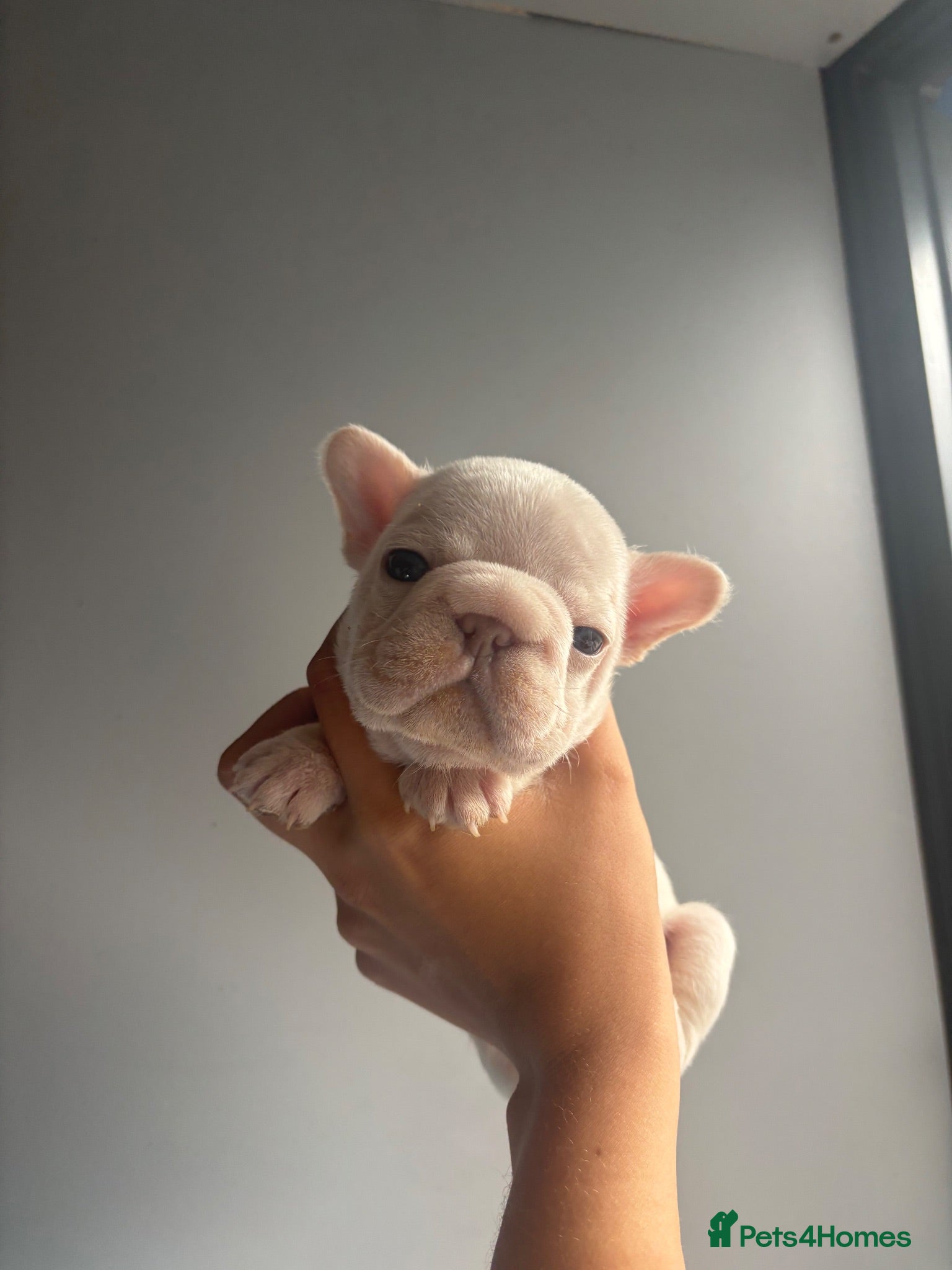 French Bulldog dogs French bulldog puppies - Advert 1