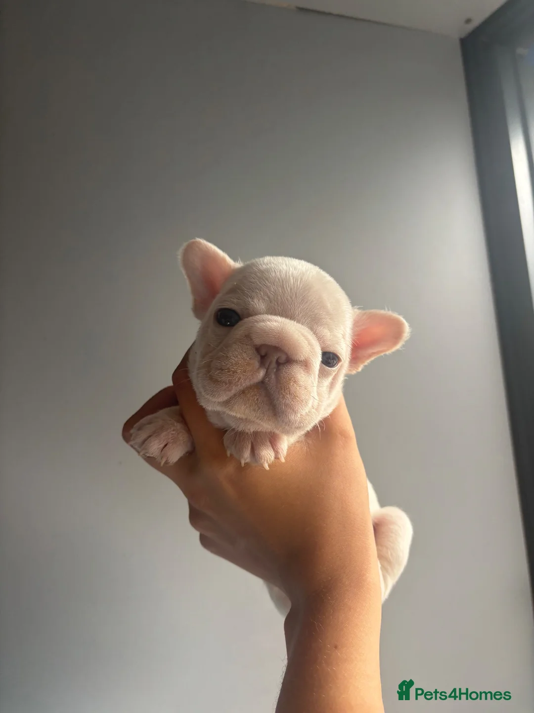 French Bulldog dogs for sale: French bulldog puppies - Advert 1