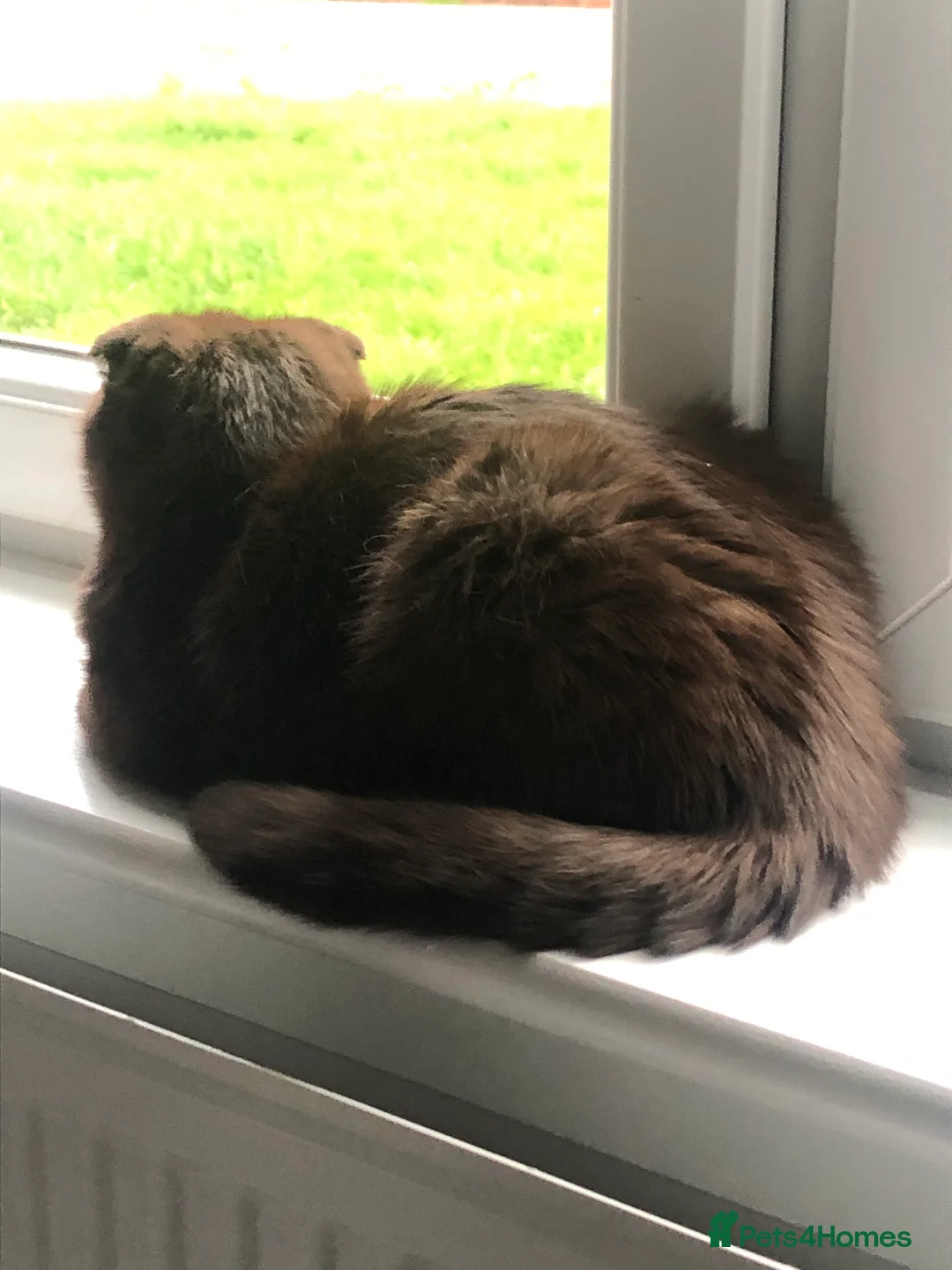 Scottish Fold cats for sale: 🐾 Rare Chocolate Beauty in Edinburgh 🏡 - Advert 23