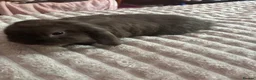 Mini Lop rabbits for sale: 2 buck rabbits  - Advert 3