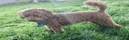 Toy Poodle dogs for stud: Stunning kc red toy poodle stud health tested in Bangor - Advert 4