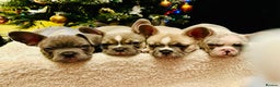 French Bulldog dogs for sale: French Bulldog Puppies  - Advert 3