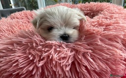 Maltese dogs for sale: Gorgeous Maltese puppies  - Image 1