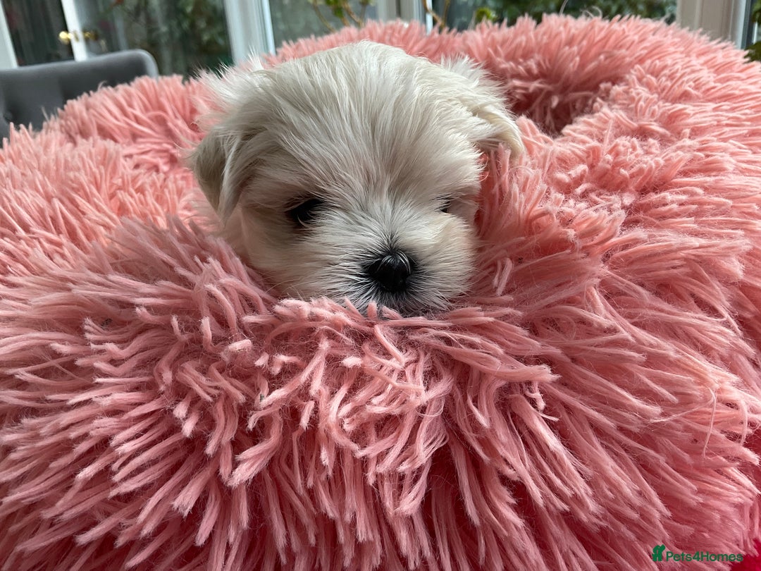 Maltese dogs for sale: Gorgeous Maltese puppies  - Image 1