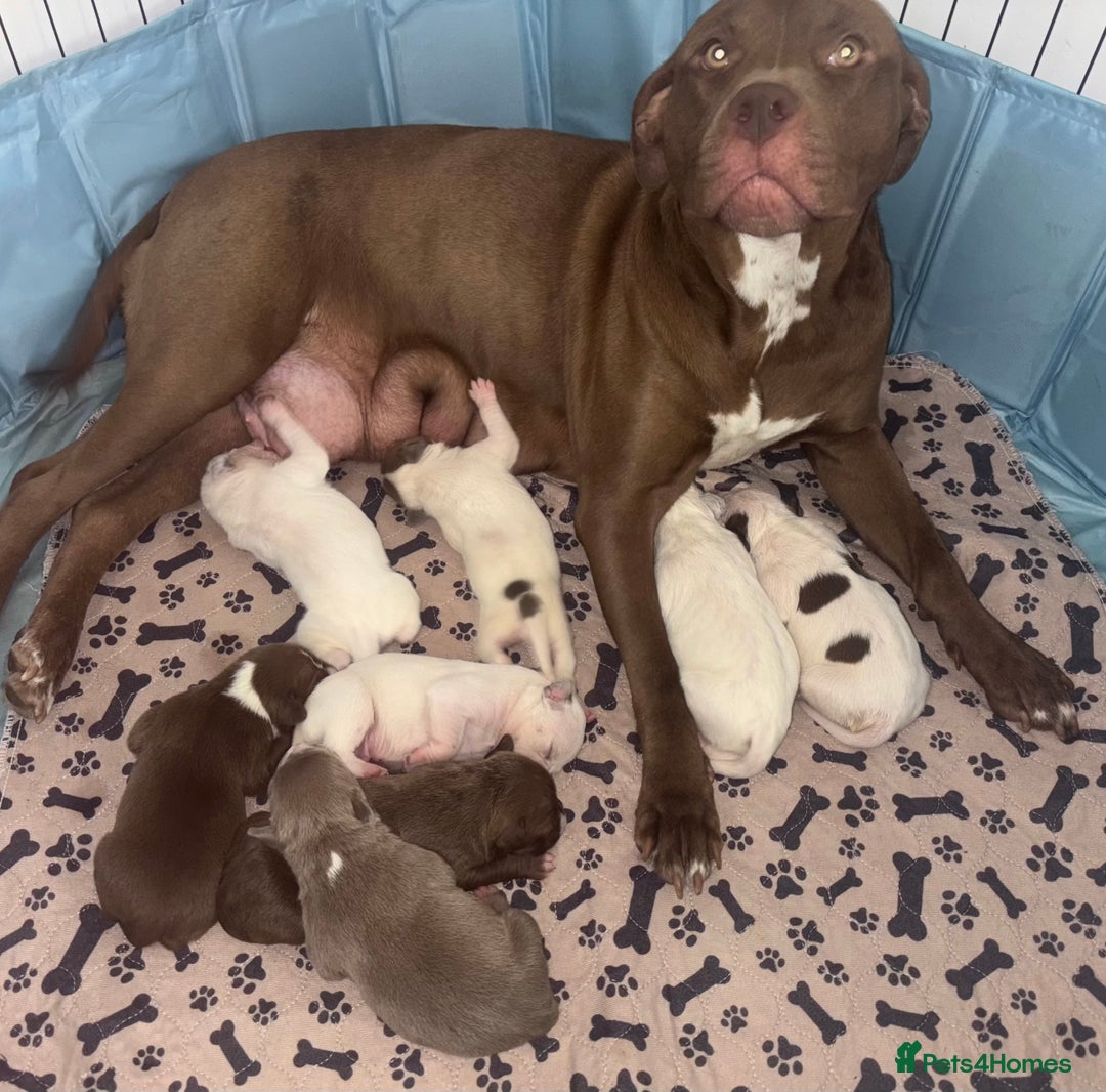 American Bull Staffy dogs for sale: 8 beautiful Amstaff puppies - Image 2