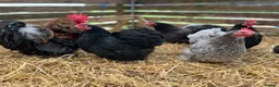 Chickens poultry for sale: Pekin bantam hatching eggs, chicks, growers, hens - Advert 9