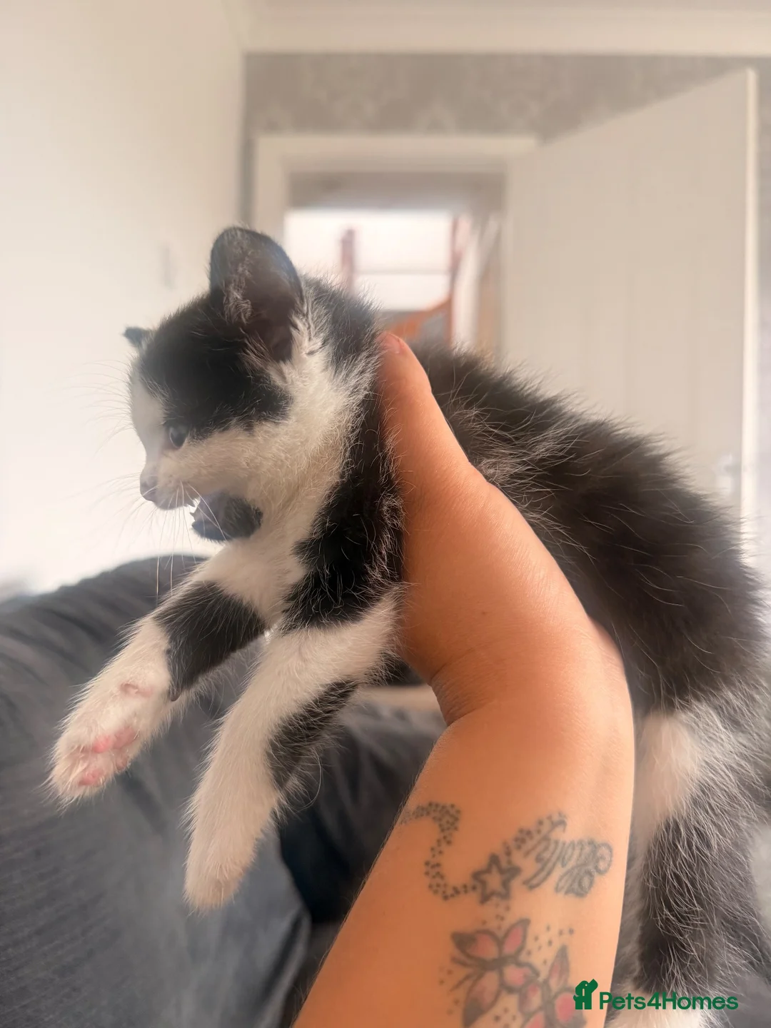 Mixed Breed cats for sale: 4 kittens for sale 1 boy 3 girls in Stoke-on-Trent - Advert 11
