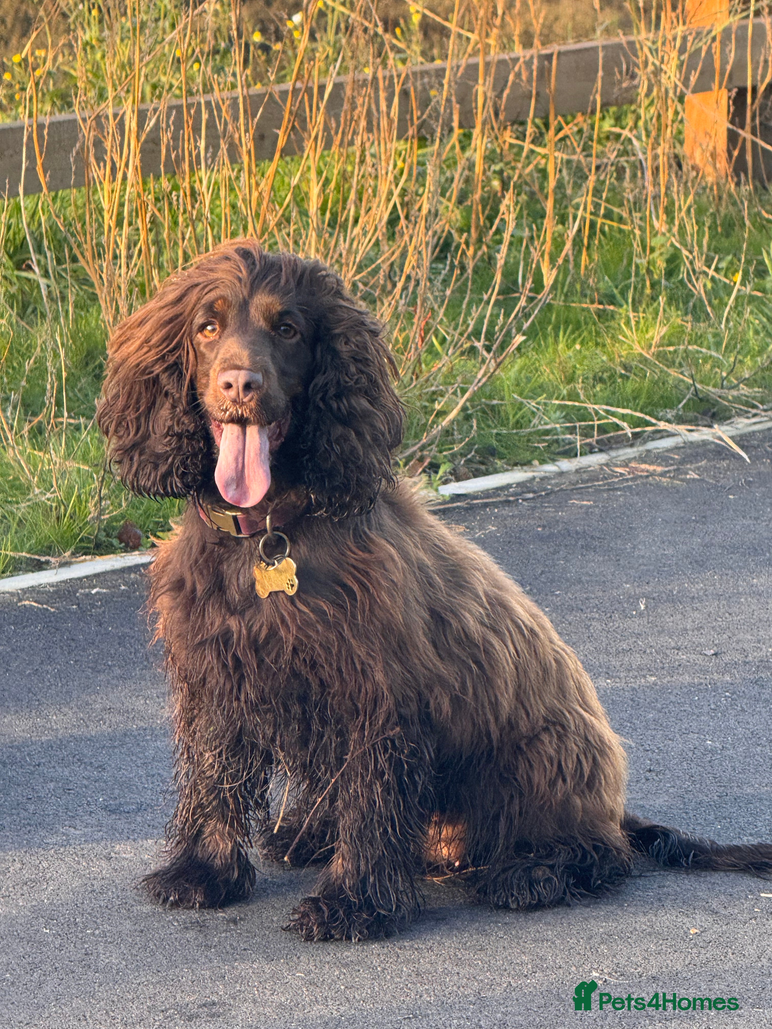 Cocker Spaniel dogs Ruby Roo - Advert 1