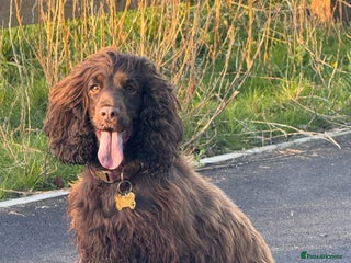 Cocker Spaniel dogs Ruby Roo - Advert 1