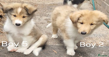 Mixed Breed dogs - Advert 10
