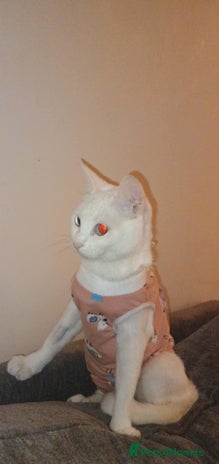 European cats - Advert 2