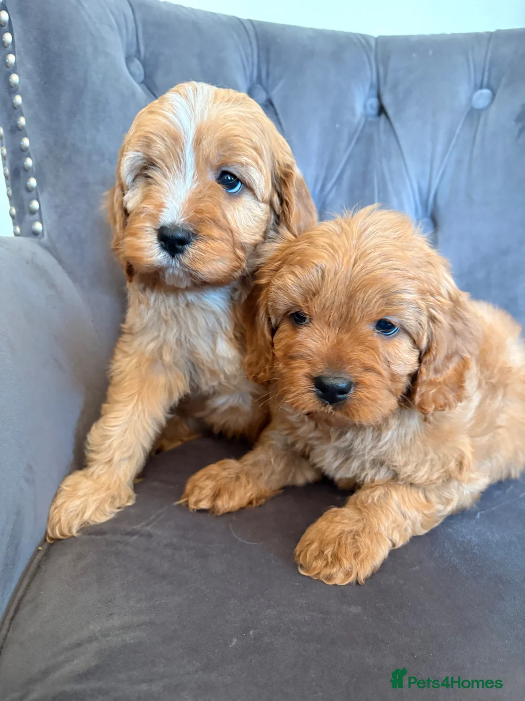 Cavapoo dogs for sale: LICENSED BREEDER F1 Cavapoo makes health tested  - Advert 1