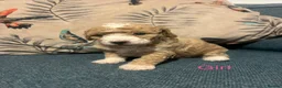Poochon dogs for sale: F1B poochon puppies  - Advert 7