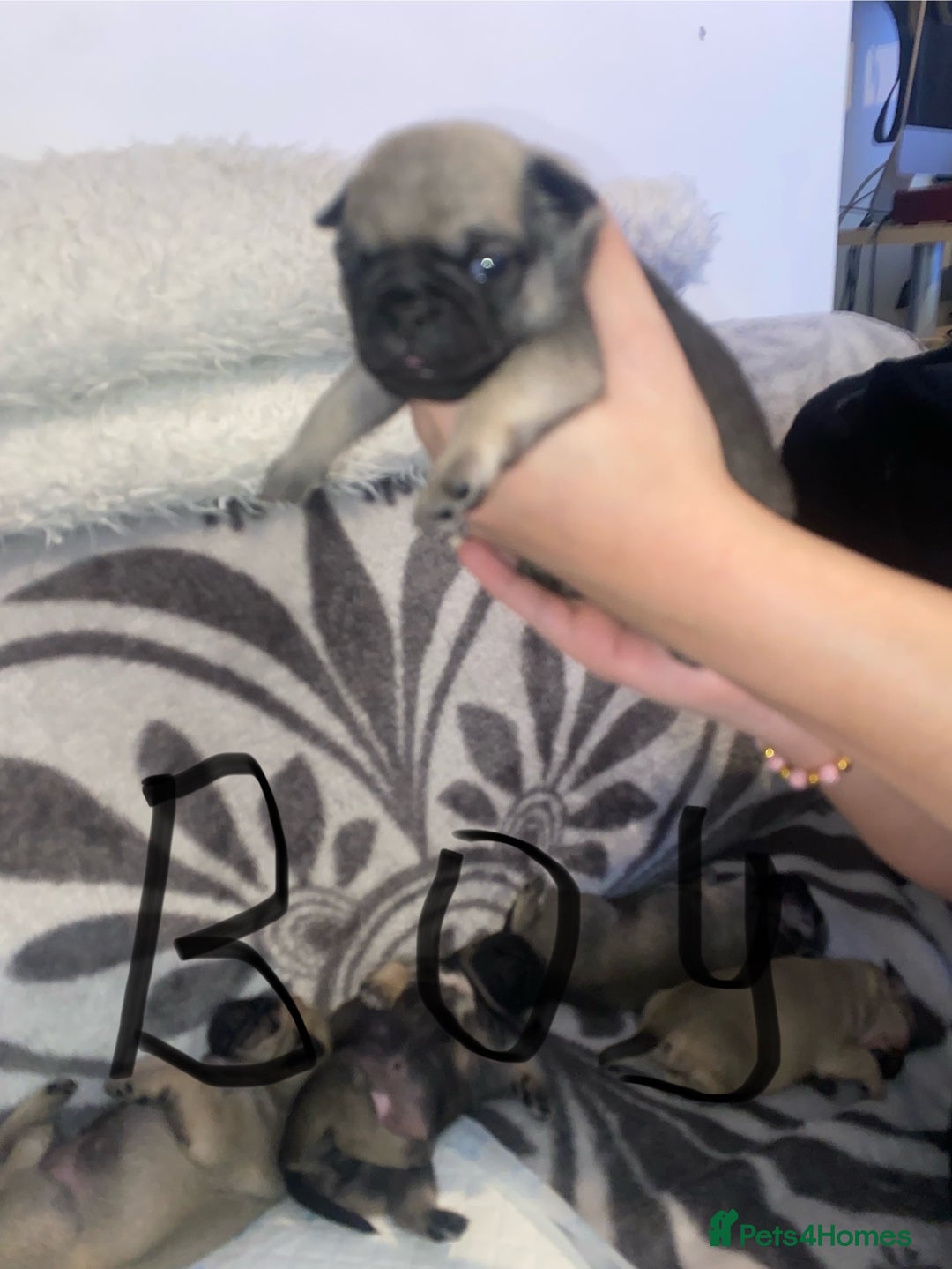 Pug dogs for sale: Beautiful Purebred Pug Puppies for Loving Homes - Advert 3