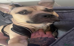 Mixed Breed dogs for sale: Bull mastiff cross for sale £150 - Image 8