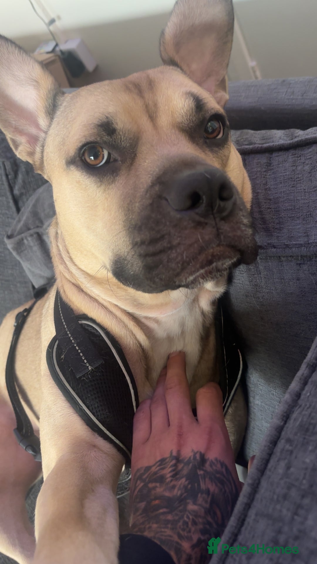 Mixed Breed dogs for sale: Bull mastiff cross for sale £150 - Image 8
