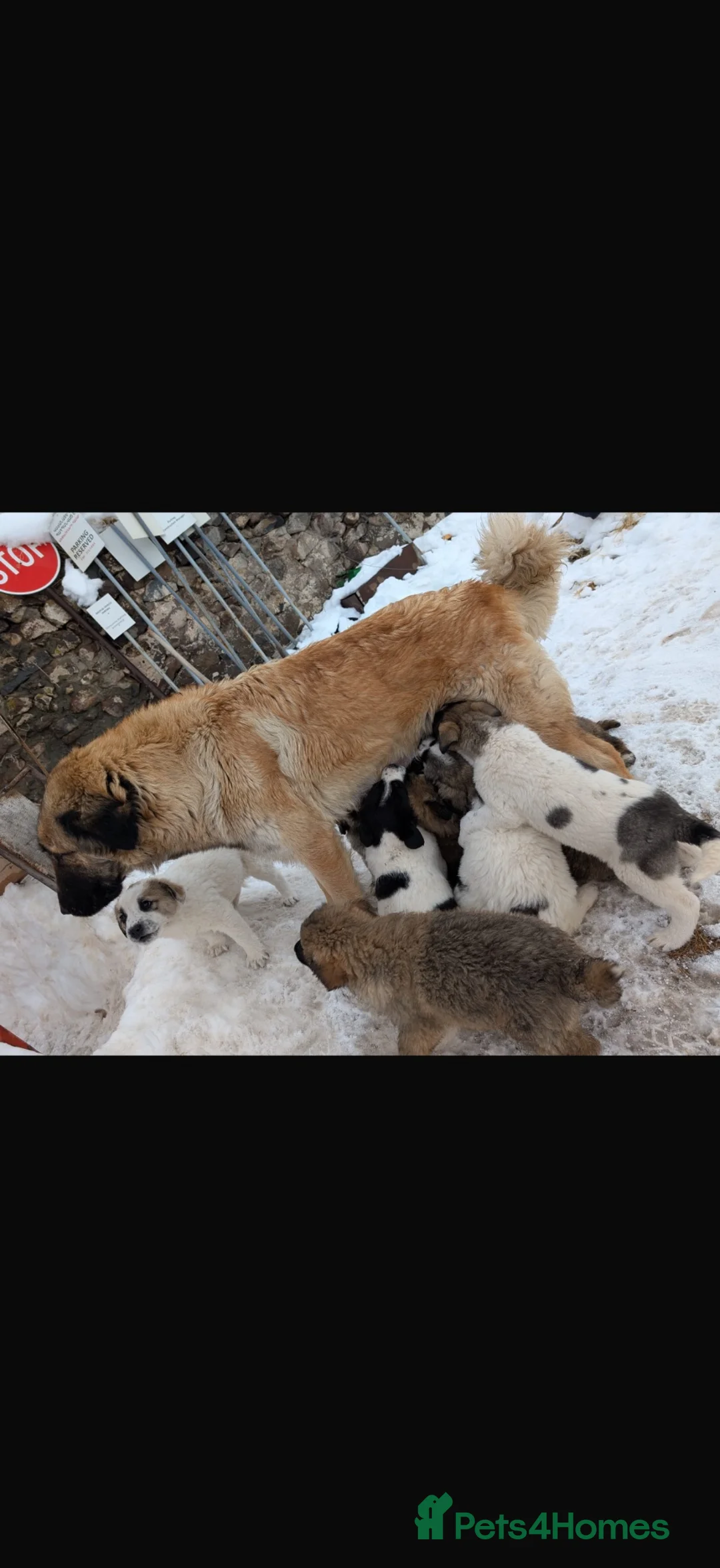 Mixed Breed dogs for sale: Loving Armenian Gampr Male 7 months old in Saltburn-by-the-Sea - Advert 12