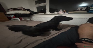 Cocker Spaniel dogs - Advert 10