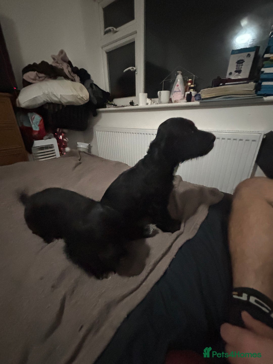 Cocker Spaniel dogs for sale: 2 male cocker spaniel puppies - Image 3