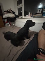 Cocker Spaniel dogs - Advert 2