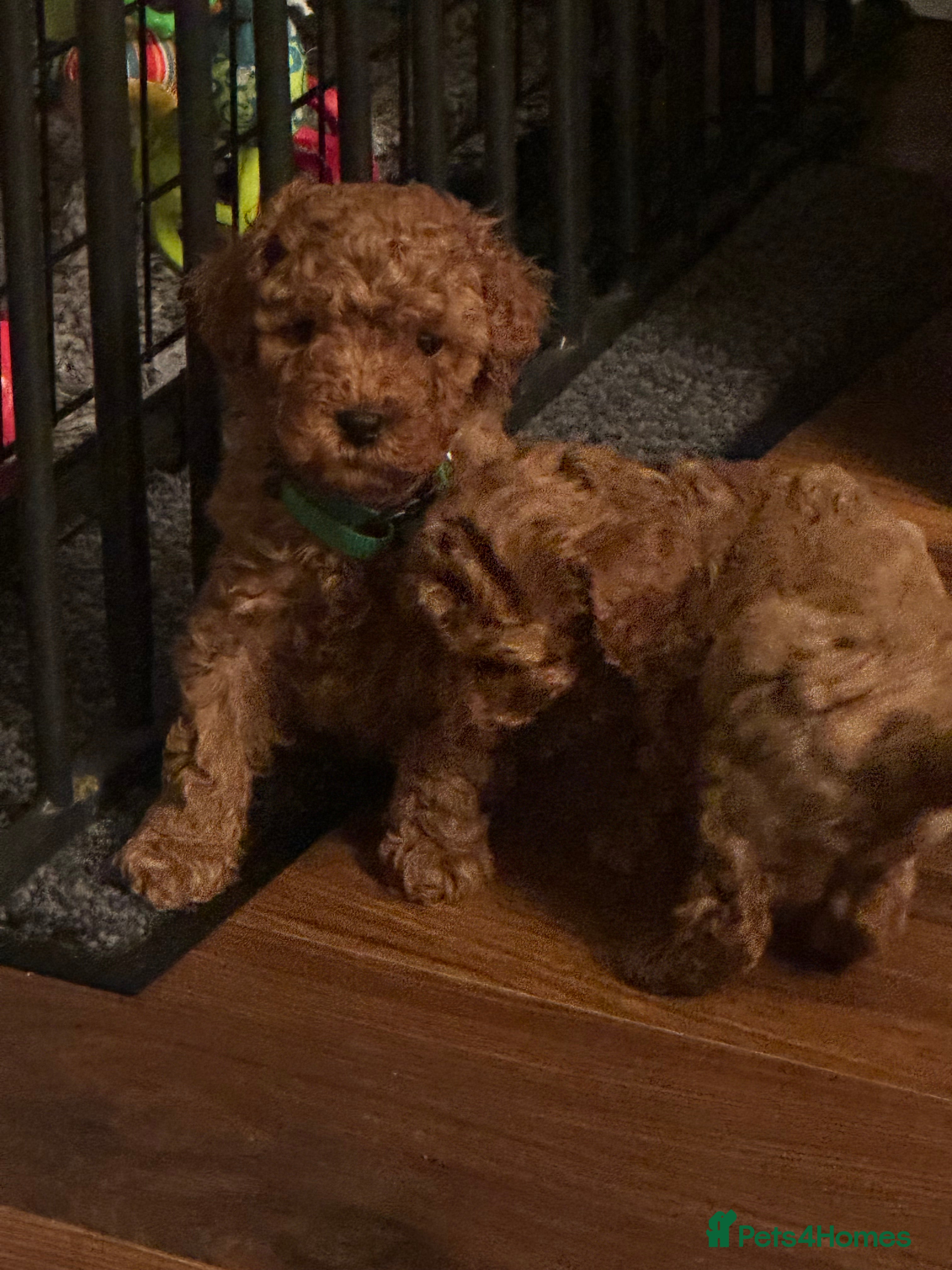 Cavapoo dogs F1 b beautiful Cavapoos  - Advert 10