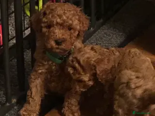 Cavapoo dogs F1 b beautiful Cavapoos - Advert 10