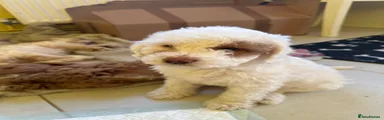 Mixed Breed 1