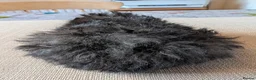Guinea Pig rodents for sale: Gorgeous bonded boys  - Advert 9
