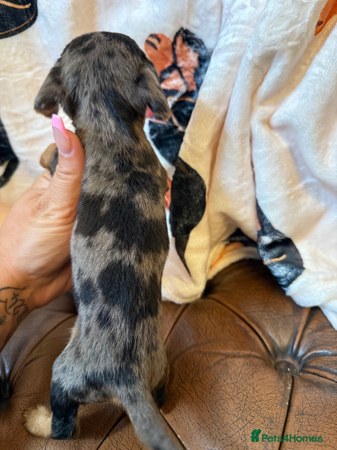 Miniature Dachshund dogs for sale: Stunning Silver & Chocolate Dapple Miniatures - Image 5